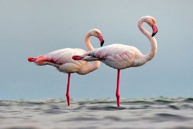 ‌کمبود منابع آبی مهمترین دغدغه برای میزبانی از پرندگان مهاجر در خراسان شمالی