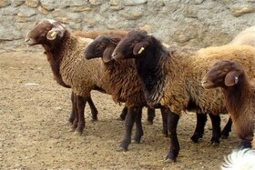 ۹۰ درصد دام‌های سبک در خراسان شمالی در واحدهای سنتی پرورش می‌یابند