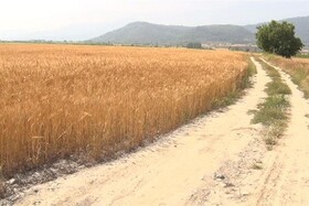 اجرای ۲۴۵ کیلومتر عملیات بهسازی و مرمت جاده‌های بین‌مزارع در خراسان شمالی