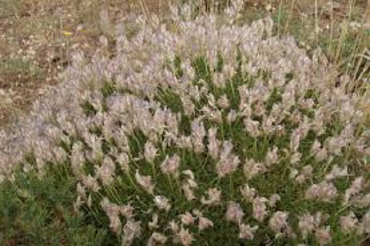 کاهش گیاهان مرتعی خنکپسند در خراسان شمالی/ ورود خسارت ۶.۱ همت به مراتع استان براثر خشکسالی