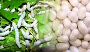 ابریشم خراسان شمالی از پیله درآمد