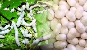 ابریشم خراسان شمالی از پیله درآمد