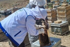 خراسان شمالی فاقد دامپزشک متخصص بیماری‌های زنبور