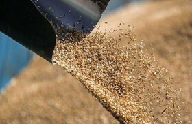 رئیس سازمان جهاد کشاورزی استان: سهمیه نهاده دامی اختصاص یافته به عشایر خراسان شمالی کفاف نیاز را نمی‌دهد