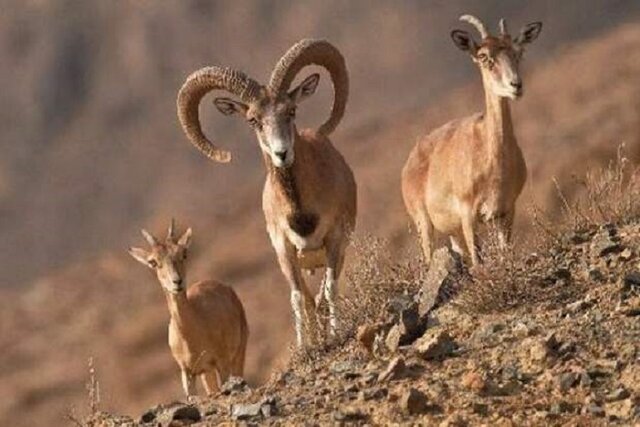 یک مسئول: جمعیت حیات وحش خراسان شمالی در سرشماری اخیر تغییری نکرده است