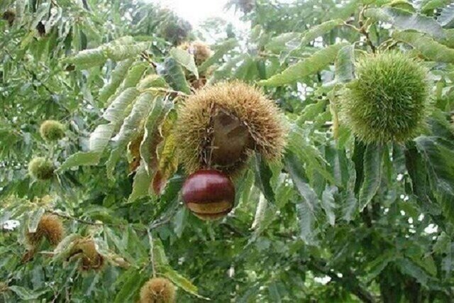 عدم زادآوری از مشکلات ذخیره گاه‌های جنگلی خراسان شمالی