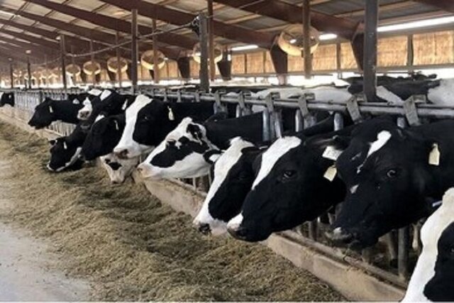 پرداخت تسهیلات برای فعالسازی طرح‌های پرواربندی در خراسان شمالی