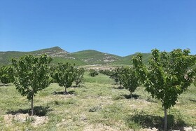 احیای ۱۰۰۰ هکتار از اراضی شرکت سهامی زراعی بهکده رضوی در خراسان شمالی وارد فاز اجرایی شد