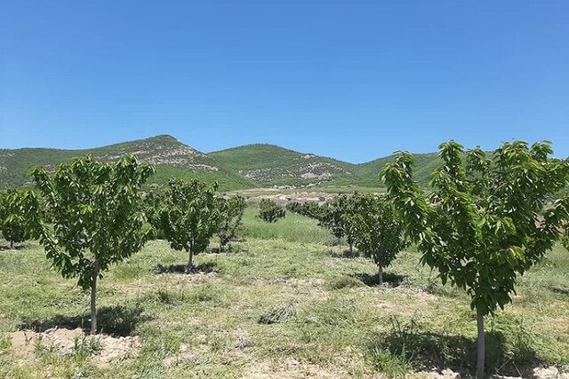 احیای ۱۰۰۰ هکتار از اراضی شرکت سهامی زراعی بهکده رضوی در خراسان شمالی وارد فاز اجرایی شد