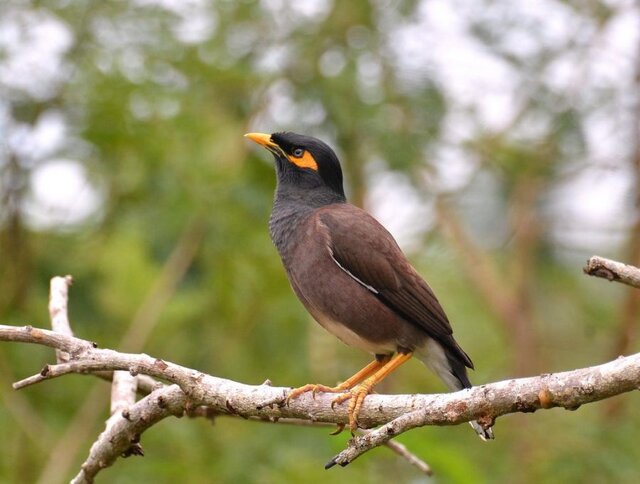 چالش مرغ مینا برای گنجشک‌های خراسان شمالی در آینده نزدیک