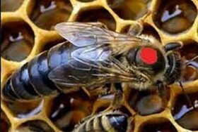 ضربه سنگین ملکه قاچاق به صنعت زنبورداری کشور