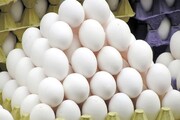 خیز لرستان برای خودکفایی در تولید تخم‌مرغ