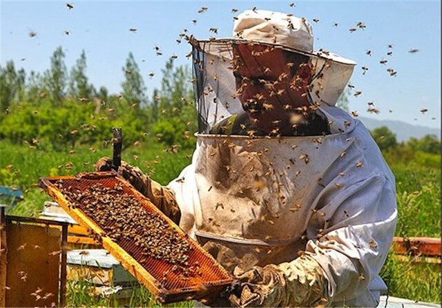 ایجاد اشتغال غیرمستقیم برای ۱۷۹۶ خانوار در خراسان شمالی توسط شغل زنبورداری