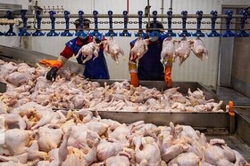 تامین مرغ ماه رمضان در خراسان شمالی به اندازه کافی
