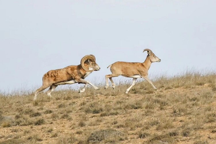 دو قرق اختصاصی در خراسان شمالی به تصویب شورای‌عالی محیط زیست رسید