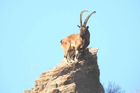 ارتقاء ۲ منطقه محیط زیستی خراسان شمالی در انتظار توافق صمت