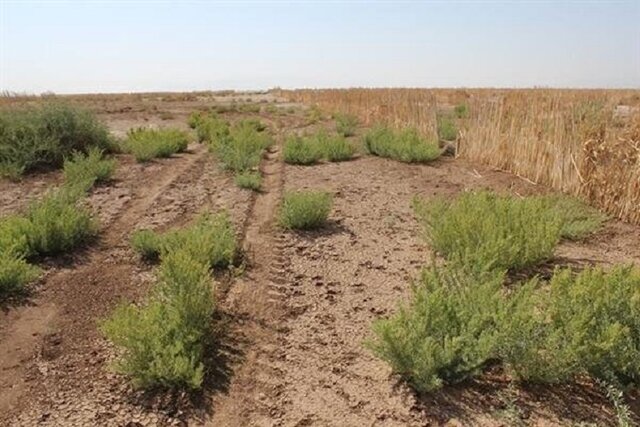 ۵۳۱ هکتار از اراضی بایر کشاورزی خراسان شمالی تعیین تکلیف شد