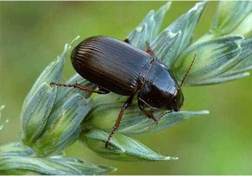 مشاهده فعالیت سوسک سیاه در برخی مزارع خراسان شمالی