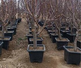 تأمین و توزیع نهال یارانه‌ای گردو و گیلاس در خراسان شمالی