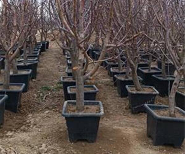 تأمین و توزیع نهال یارانه‌ای گردو و گیلاس در خراسان شمالی 