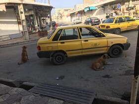 سگ‌های بلاصاحب در دل بازار بوشهر /مردم می‌ترسند به بازار بیایند