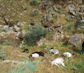 توضیح پلیس در خصوص جمع آوری لاشه گوسفندان و توزیع بین مردم