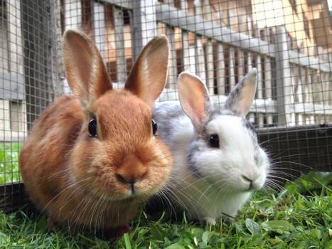 تشکیل پرونده قضایی برای متخلفین کشتار خرگوش‌های وحشی