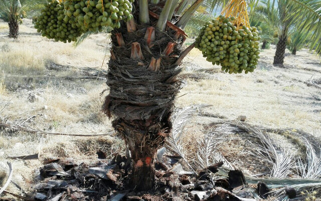 آنچه مرگ نخلستان‌ها را رقم می‌زند