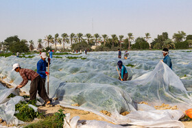 کاشت گوجه فرنگی در بوشهر