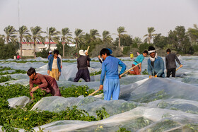 کاشت گوجه فرنگی در بوشهر