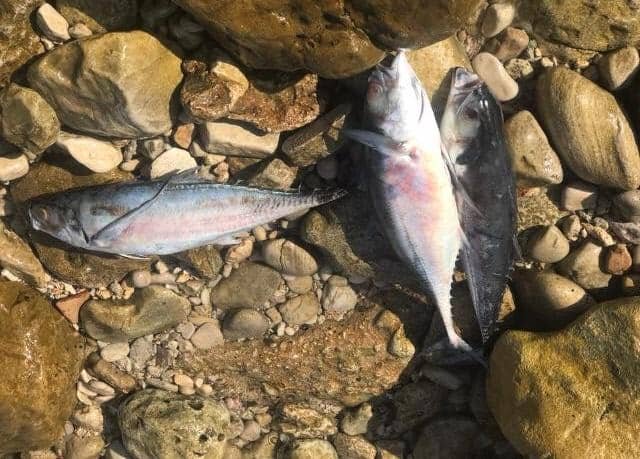 سناریوی تلخ مرگ ماهی‌ها در خلیج‌فارس