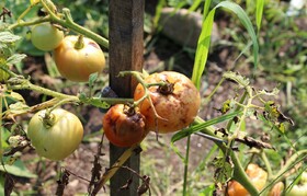 ویروس خطرناک در کمین قطب تولیدکننده گوجه‌فرنگی خارج از فصل