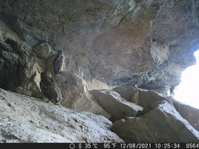 مشاهده جغد ماهیخوار برای اولین‌بار در بخش ارم دشتستان