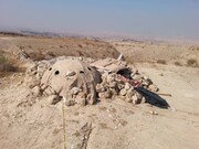 مدیرکل محیط زیست بوشهر: مقابله با زنده‌گیری و قاچاق پرندگان شکاری تشدید شود