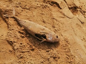 مرگ‌ ماهی‌ها در کنگان دلیلی غیر از آلودگی دارد
