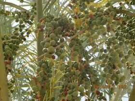 فعالیت کرم میوه خوار در نخلستان‌های بوشهر رصد می‌شود