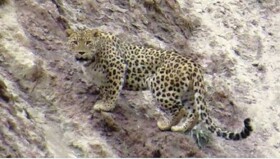 مشاهده گونه نادر پلنگ در منطقه بحرآسمان جیرفت + فیلم