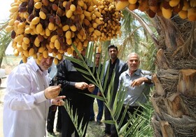 خسارت‌های سیل به نخل‌های بوشهر جبران شود