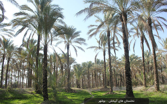 ۸۰۰۰هکتار از نخلستانهای استان بوشهر بهسازی می شود ۸۰۰۰هکتار از نخلستانهای استان بوشهر بهسازی می شود