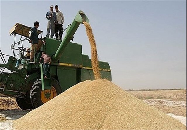 خرید ۵۳۴ هزار تن گندم از کشاورزان لرستانی / پرداخت حدود ۴۵ هزار میلیارد ریال بهای گندم