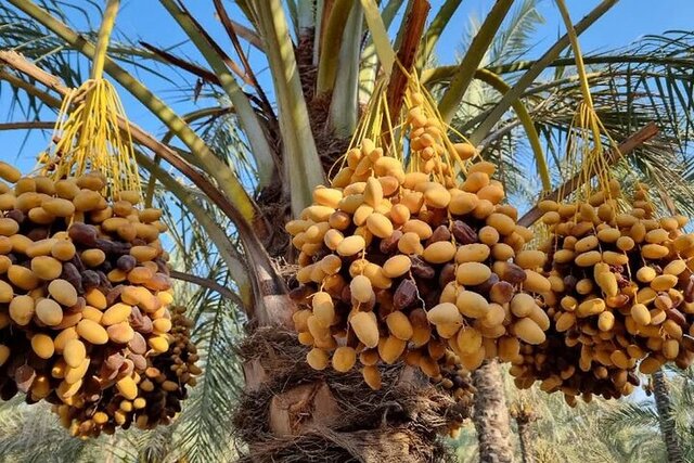 برداشت بیش از ۳۰۰ هزار تن خرما در سیستان و بلوچستان برداشت بیش از ۳۰۰ هزار تن خرما در سیستان و بلوچستان