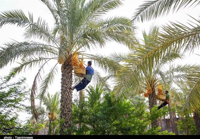 برداشت ۲۴۰ هزار تن خرما در سیستان و بلوچستان