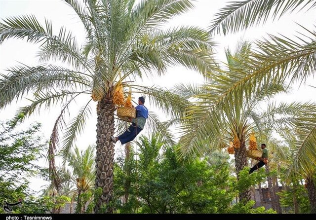 برداشت ۲۴۰ هزار تن خرما در سیستان و بلوچستان برداشت ۲۴۰ هزار تن خرما در سیستان و بلوچستان
