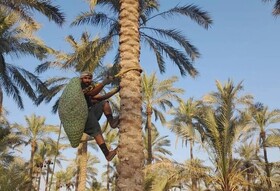  مشارکت شرکت‌های خارجی در نمایشگاه خرمای بوشهر پررنگ‌تر می‌شود