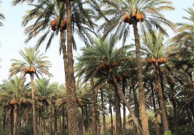 اجرای طرح "پویش به بلندای نخل" در سیستان و بلوچستان