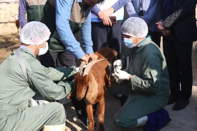 تصویر آرشیوی است تشدید نظارتهای بهداشتی بر محصولات پروتئینی و دامی استان بوشهر