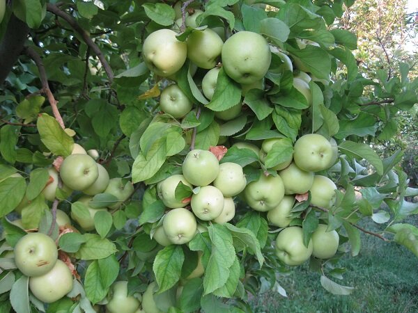 آغاز خرید توافقی سیب درختی درجه سه در فارس