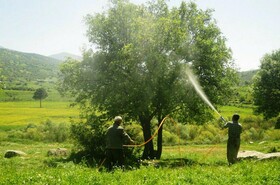 استان زنجان در خصوص بحث بیولوژیکی و مبارزه با آفات نیاز به اعتبار دارد