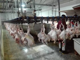 خرید مرغ مازاد تولیدی شهرستان لار 