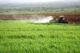 سمپاشی ۳۵۰ هکتار از مزارع کشاورزی فسا علیه آفت سن غلات